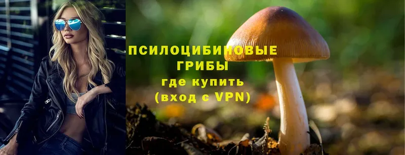 Псилоцибиновые грибы Cubensis  Кондопога 